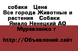 собаки › Цена ­ 2 500 - Все города Животные и растения » Собаки   . Ямало-Ненецкий АО,Муравленко г.